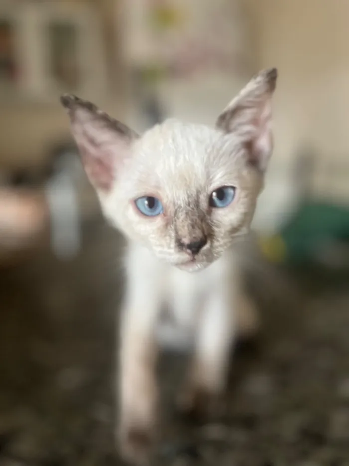 Gato raça SRD-ViraLata idade 2 a 6 meses nome Lupi