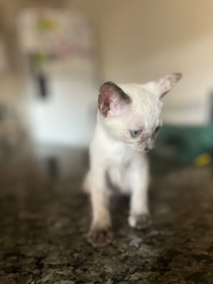 Gato raça SRD-ViraLata idade 2 a 6 meses nome Lupi