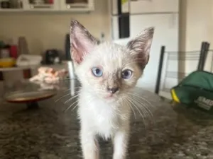 Gato raça SRD-ViraLata idade 2 a 6 meses nome Lupi