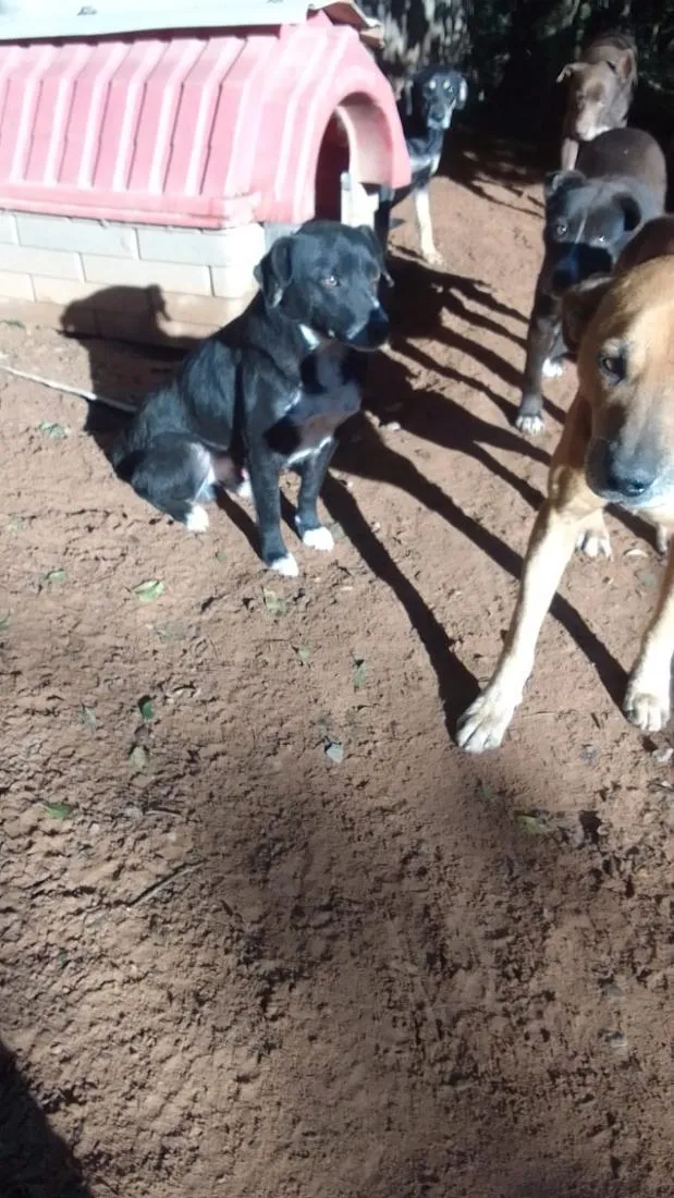 Cachorro raça SRD-ViraLata idade 4 anos nome sorriso