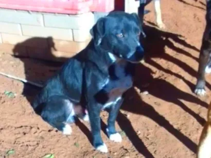 Cachorro raça SRD-ViraLata idade 4 anos nome sorriso