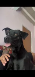 Trovão