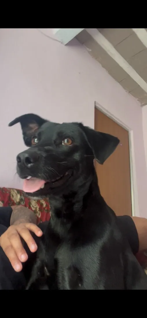 Cachorro raça SRD-ViraLata idade 3 anos nome Trovão