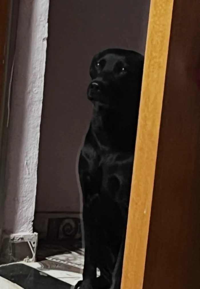 Cachorro raça SRD-ViraLata idade 3 anos nome Trovão