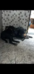 Trovão