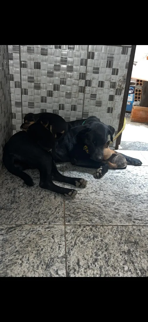 Cachorro raça SRD-ViraLata idade 3 anos nome Trovão
