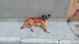 Bolinha