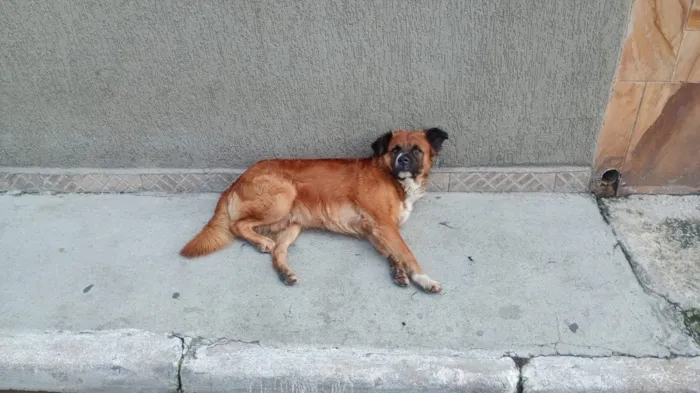 Cachorro raça SRD-ViraLata idade 2 a 6 meses nome Bolinha