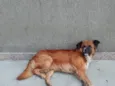 Bolinha
