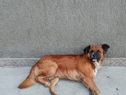 Cachorro raça SRD-ViraLata idade 2 a 6 meses nome Bolinha