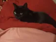 pretinha
