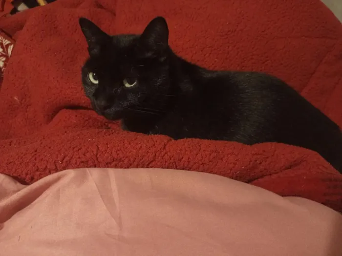 Gato raça SRD-ViraLata idade 7 a 11 meses nome pretinha