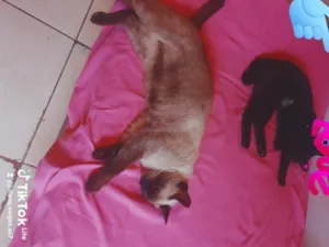 Gato raça SRD-ViraLata idade 7 a 11 meses nome pretinha