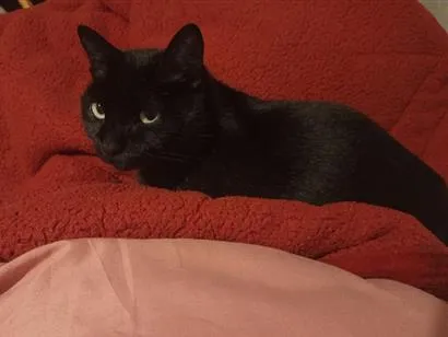 Gato raça SRD-ViraLata idade 7 a 11 meses nome pretinha