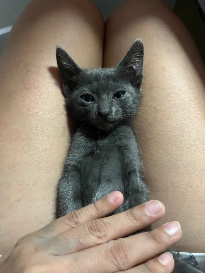 Gato raça SRD-ViraLata idade Abaixo de 2 meses nome Emilly