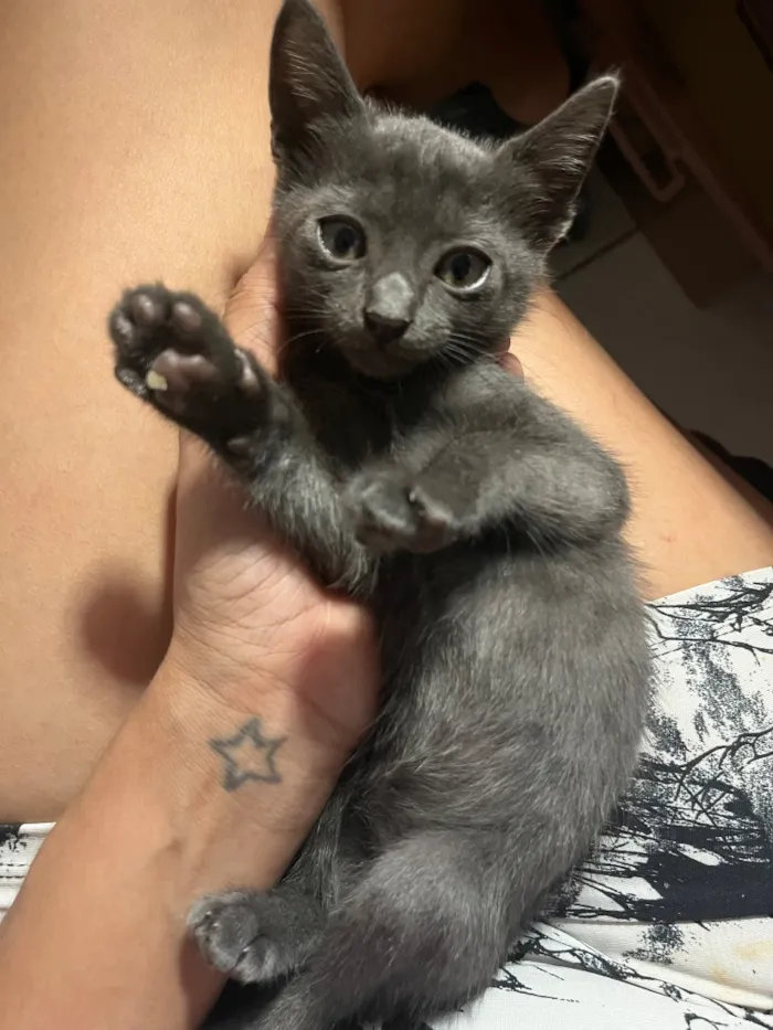Gato raça SRD-ViraLata idade Abaixo de 2 meses nome Emilly