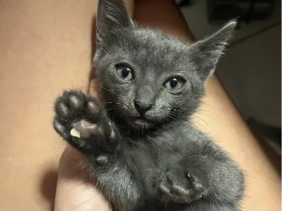 Gato raça SRD-ViraLata idade Abaixo de 2 meses nome Emilly