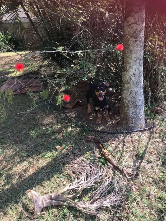 Cachorro raça SRD-ViraLata idade 4 anos nome Apollo