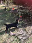 Apollo