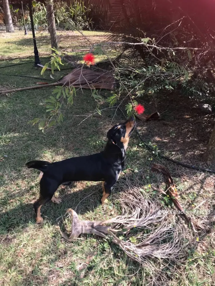 Cachorro raça SRD-ViraLata idade 4 anos nome Apollo