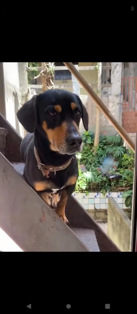 Cachorro raça SRD-ViraLata idade 4 anos nome Apollo