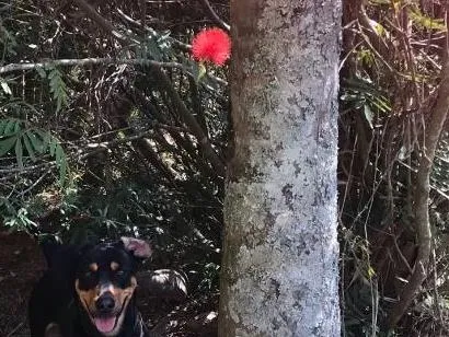 Cachorro raça SRD-ViraLata idade 4 anos nome Apollo
