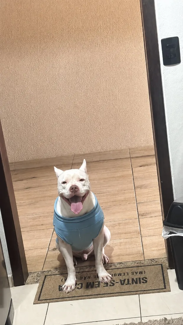 Cachorro raça Pit-Bull idade 4 anos nome Ice
