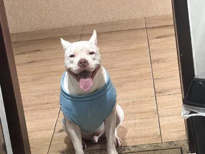 Cachorro raça Pit-Bull idade 4 anos nome Ice