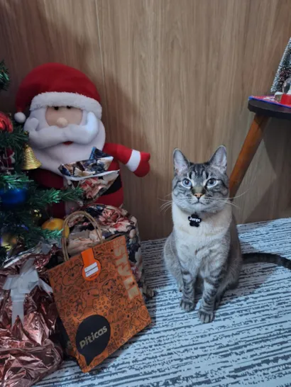 Gato raça SRD-ViraLata idade 5 anos nome Jorge 