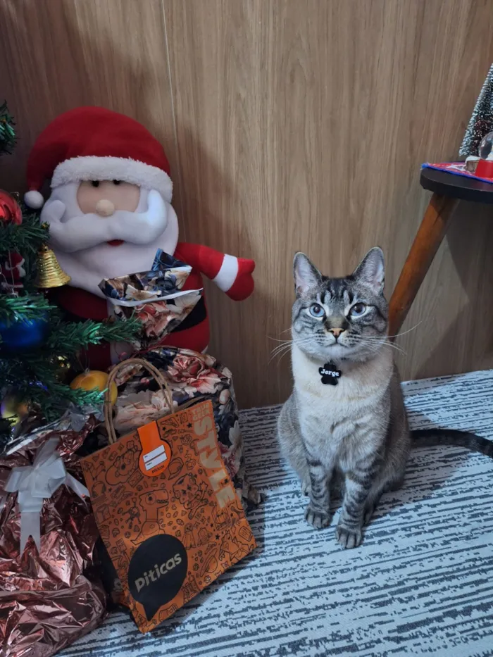 Gato raça SRD-ViraLata idade 5 anos nome Jorge 