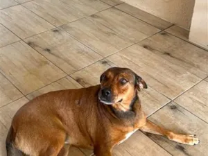Cachorro raça SRD-ViraLata idade 6 ou mais anos nome Pandora