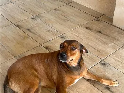 Cachorro raça SRD-ViraLata idade 6 ou mais anos nome Pandora