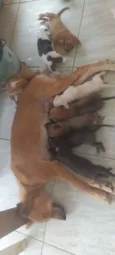 Canela