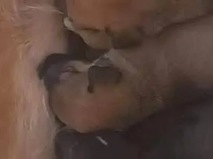 Cachorro raça SRD-ViraLata idade 2 anos nome Canela