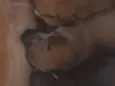 Canela