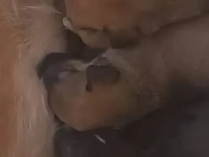 Cachorro raça SRD-ViraLata idade 2 anos nome Canela