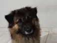 Simba