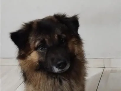 Cachorro raça SRD-ViraLata idade 2 anos nome Simba