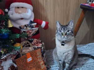Gato raça SRD-ViraLata idade 5 anos nome Jorge 
