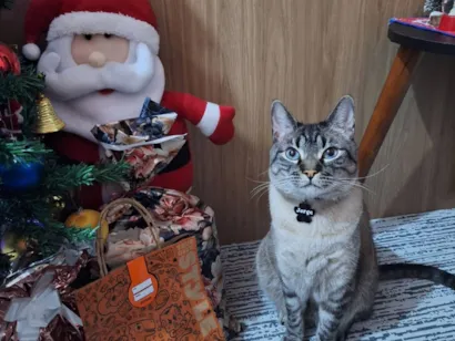 Gato raça SRD-ViraLata idade 5 anos nome Jorge 