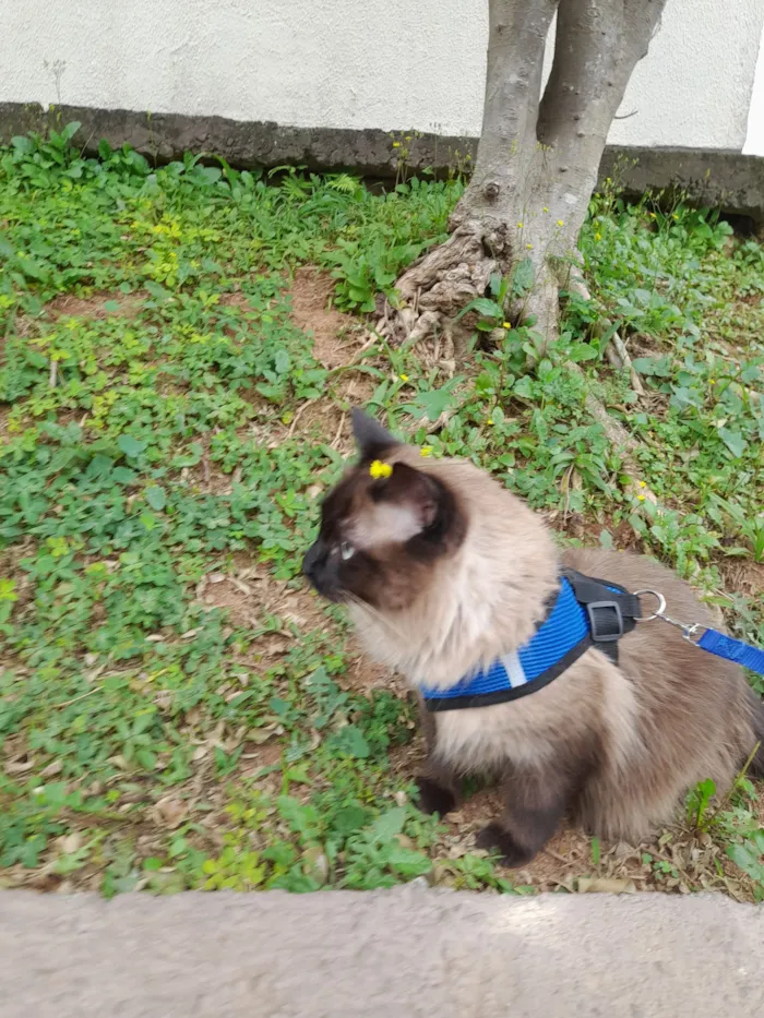 Gato raça Siamês idade 5 anos nome Ninho 
