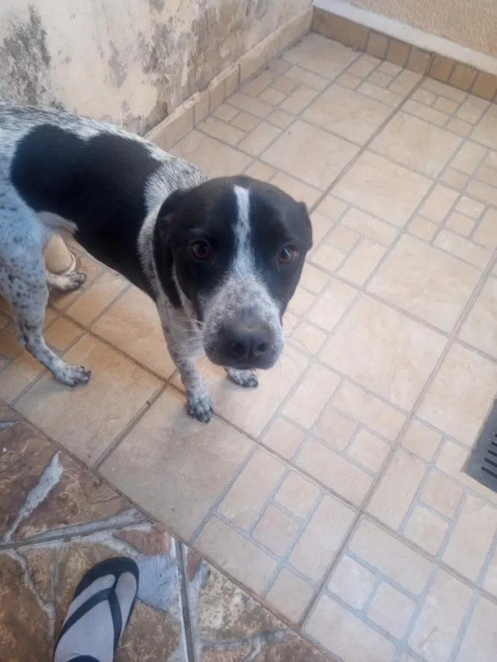 Cachorro raça SRD-ViraLata idade 1 ano nome eddy