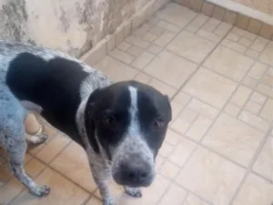 Cachorro raça SRD-ViraLata idade 1 ano nome eddy