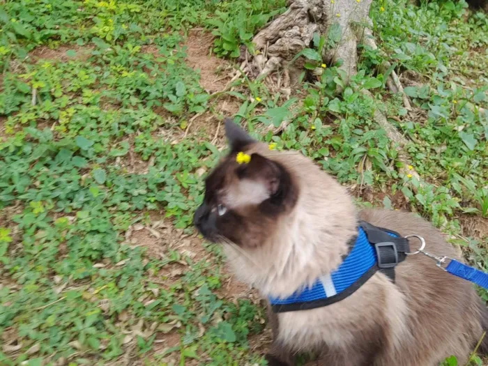 Gato raça Siamês idade 5 anos nome Ninho 