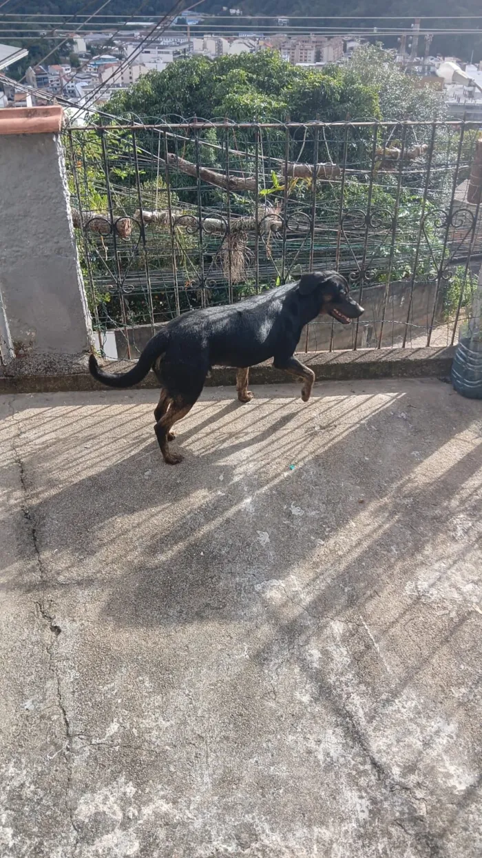 Cachorro raça SRD-ViraLata idade 3 anos nome Thor