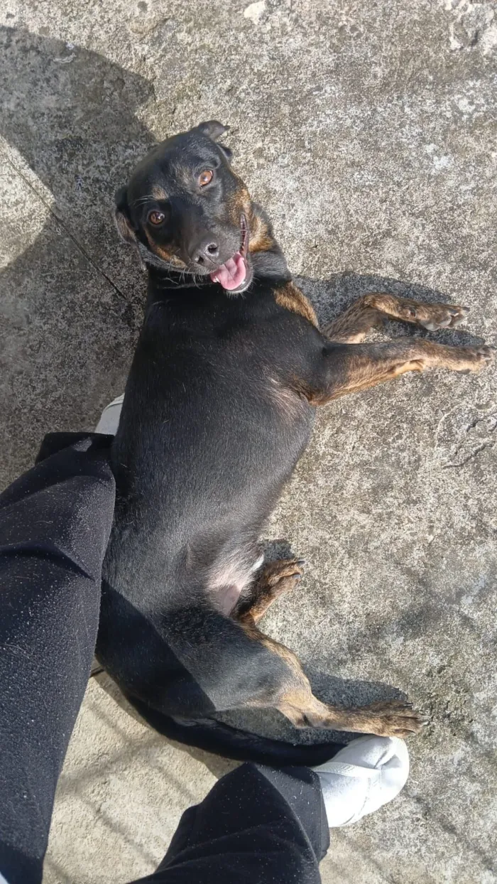 Cachorro raça SRD-ViraLata idade 3 anos nome Thor