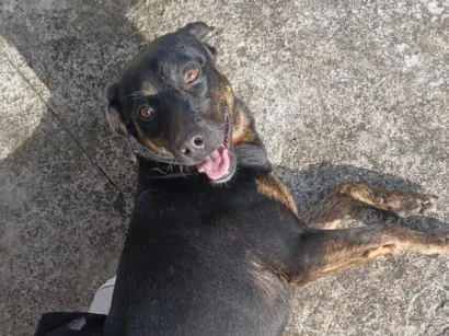 Cachorro raça SRD-ViraLata idade 3 anos nome Thor
