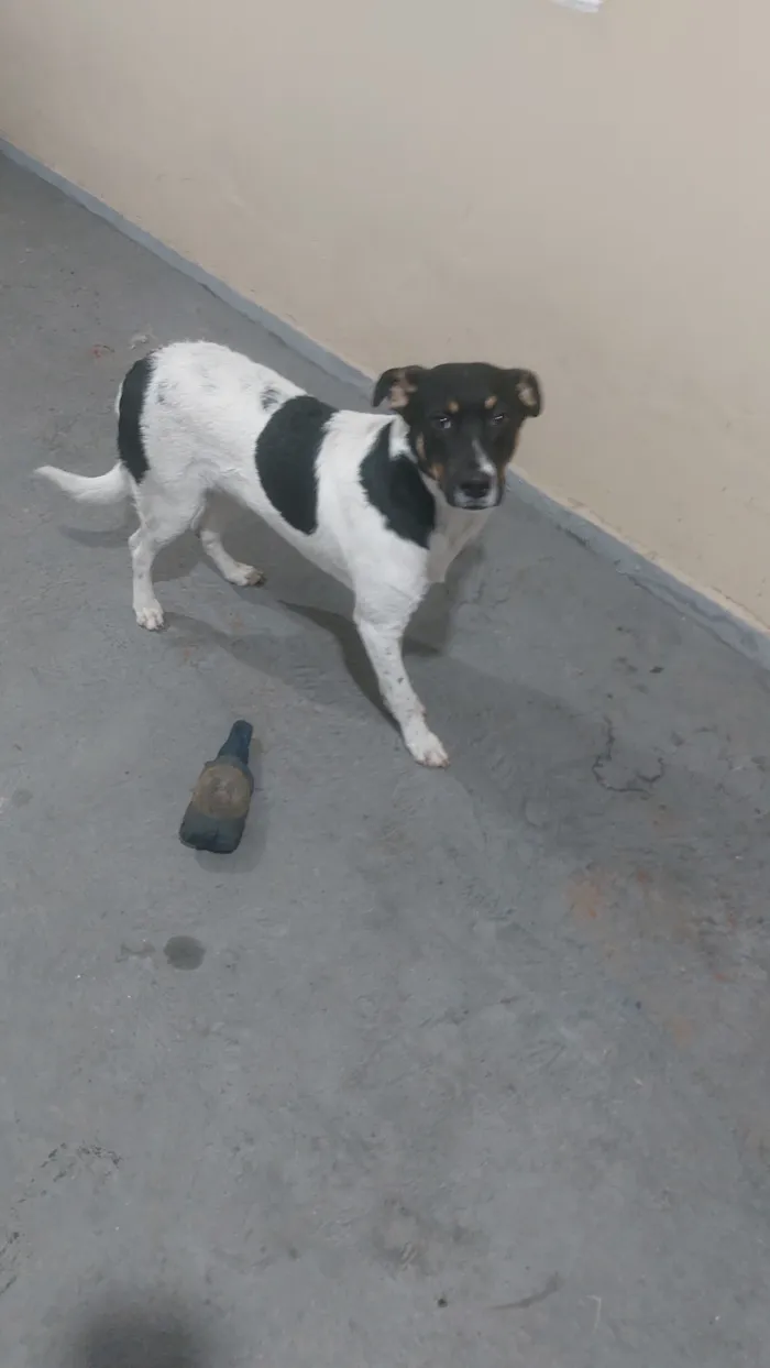 Cachorro raça SRD-ViraLata idade 7 a 11 meses nome Pamonha
