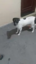 Pamonha