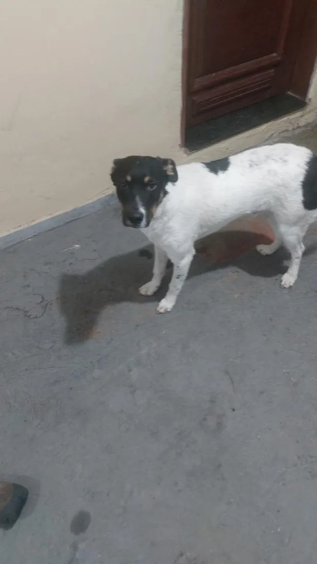 Cachorro raça SRD-ViraLata idade 7 a 11 meses nome Pamonha